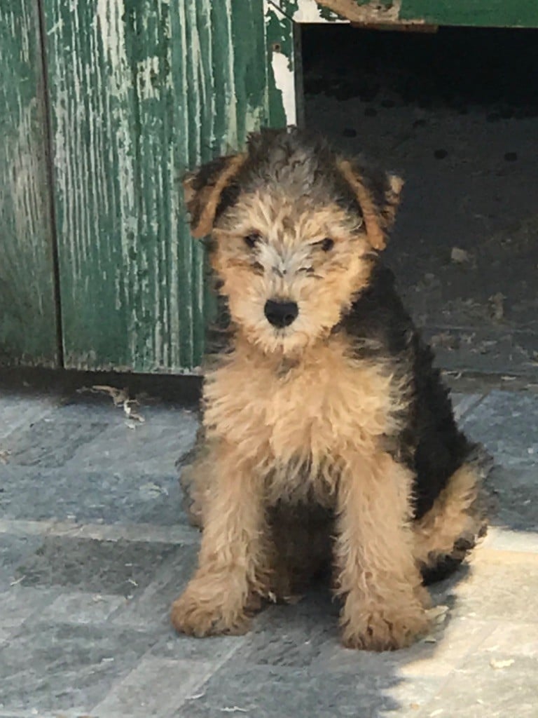 vedette femelle noir et feu