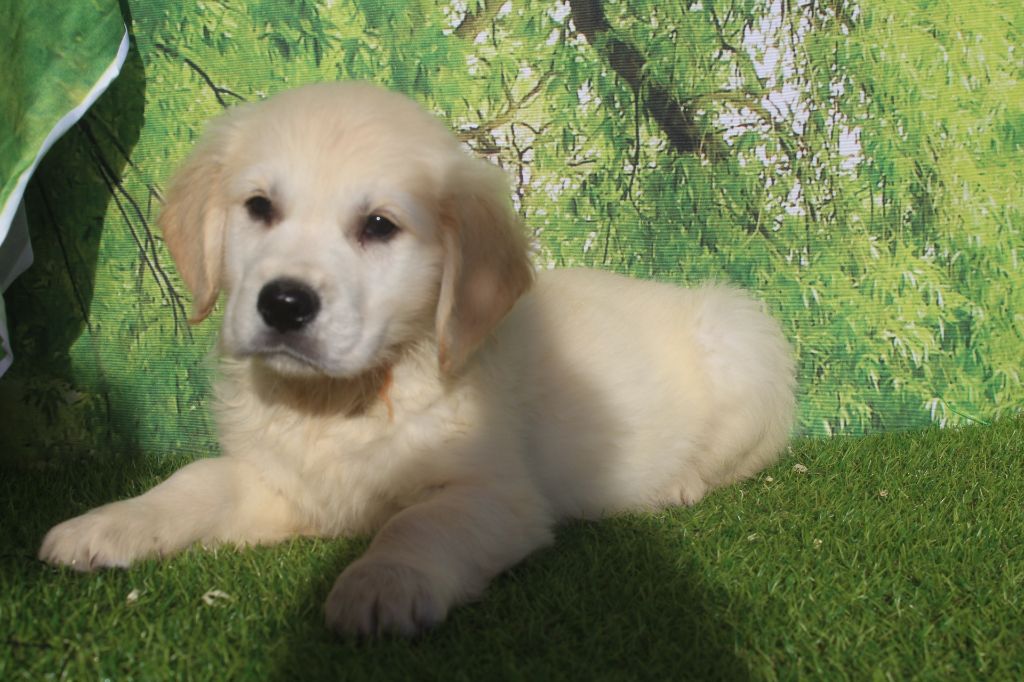 ANONE male sable (collier orange)