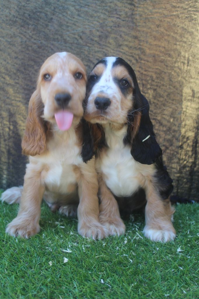 male fauve (collier noir) TORQUAY