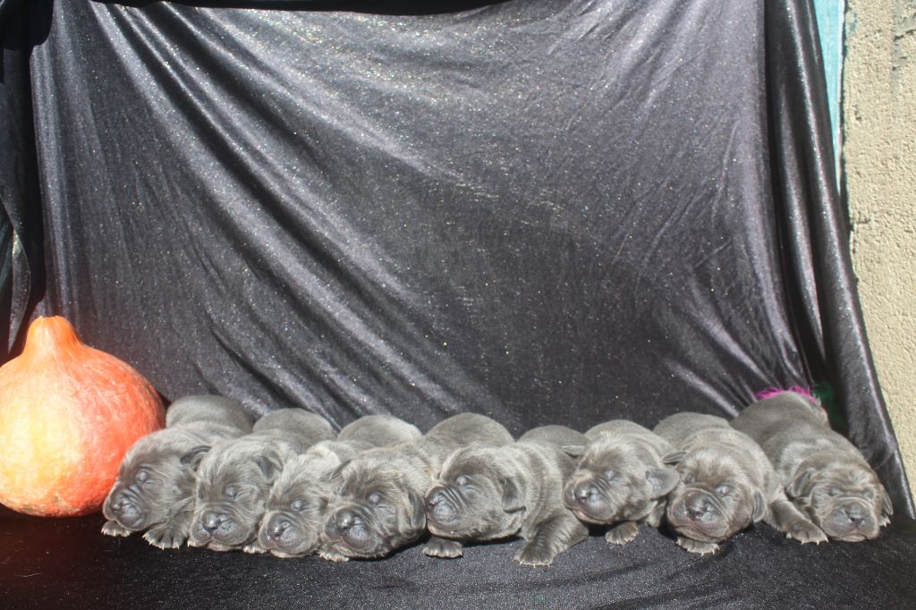 Cane Corso - of caniland's dream