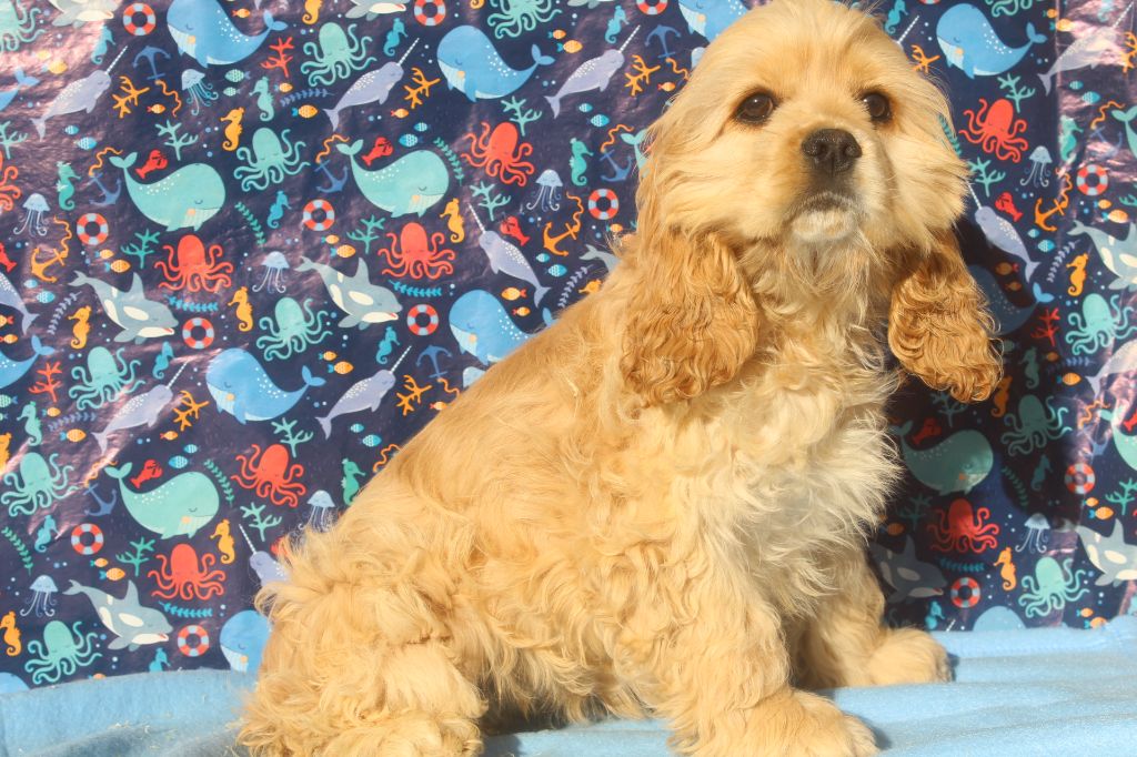 AMILIA JESSICA Femelle fauve