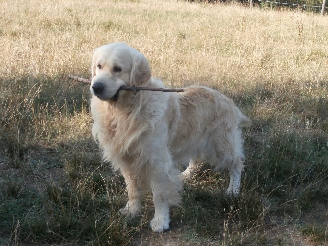 Accueil - Elevage of caniland's dream - eleveur de chiens Accueil - Elevage of caniland's dream - eleveur de chiens