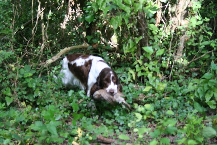 Esmeralda du Gardien de l'Edelweiss - TAN + DEBUTANT