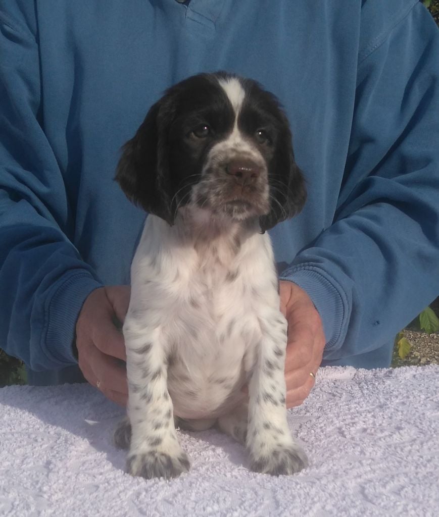 Femelle De Chien De Chasse 4 Lettres