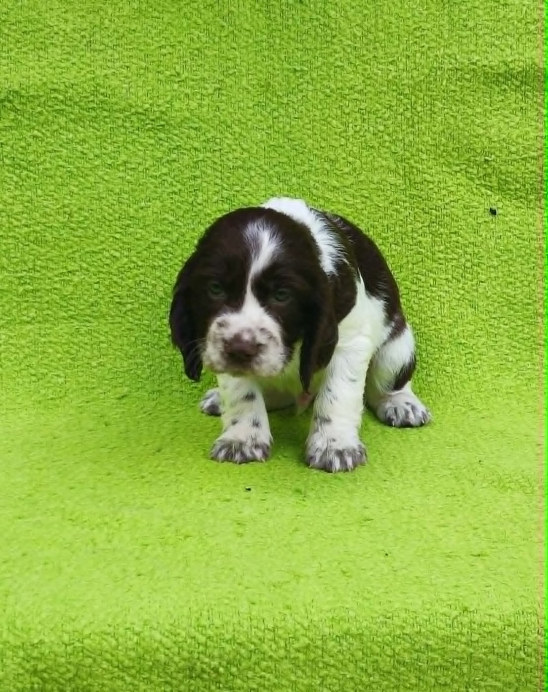 Chiot 3 - English Springer Spaniel