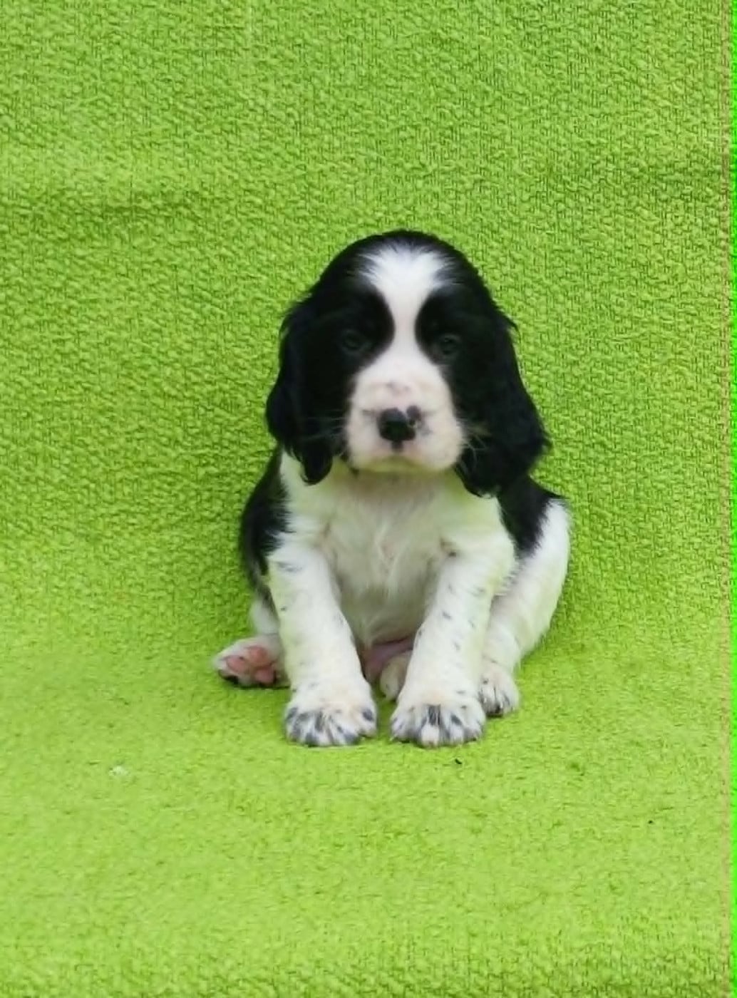 Chiot 4 - English Springer Spaniel