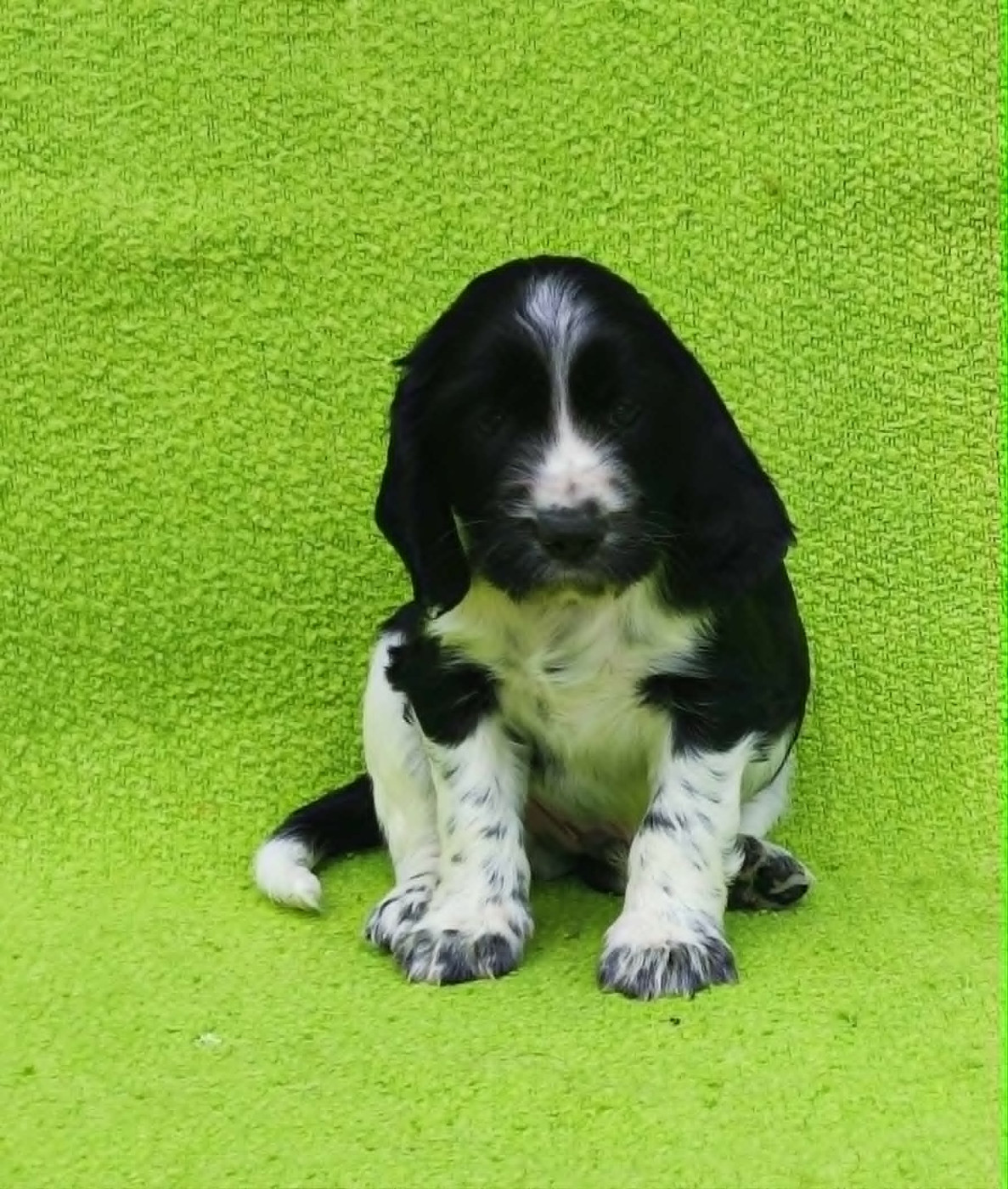 Chiot 5 - English Springer Spaniel