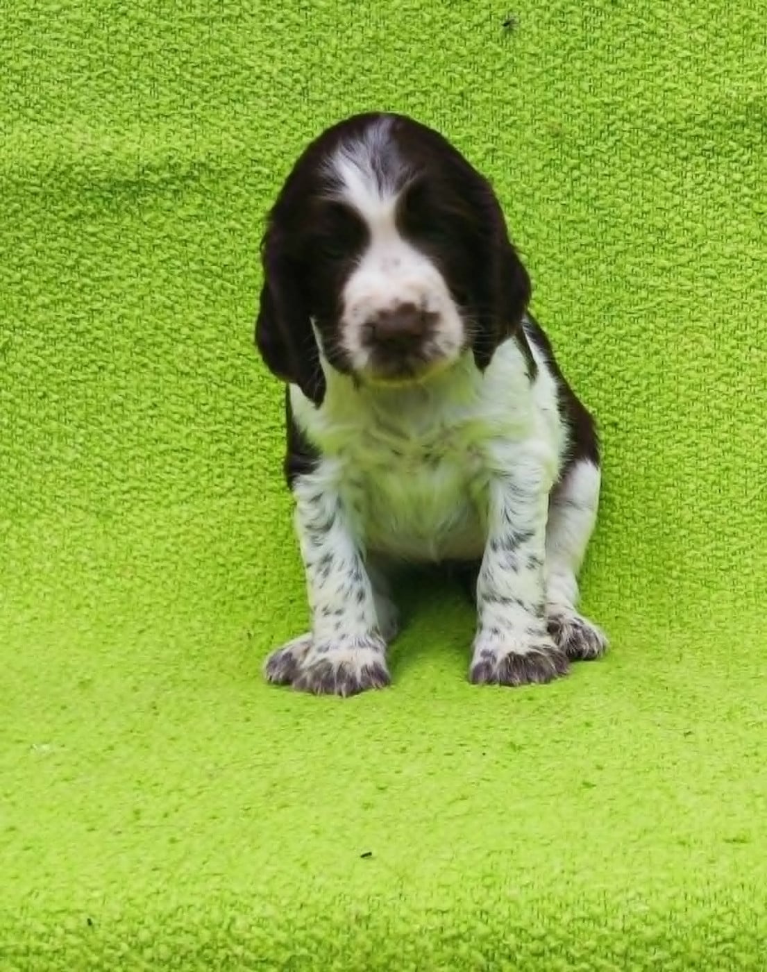 Chiot 7 - English Springer Spaniel