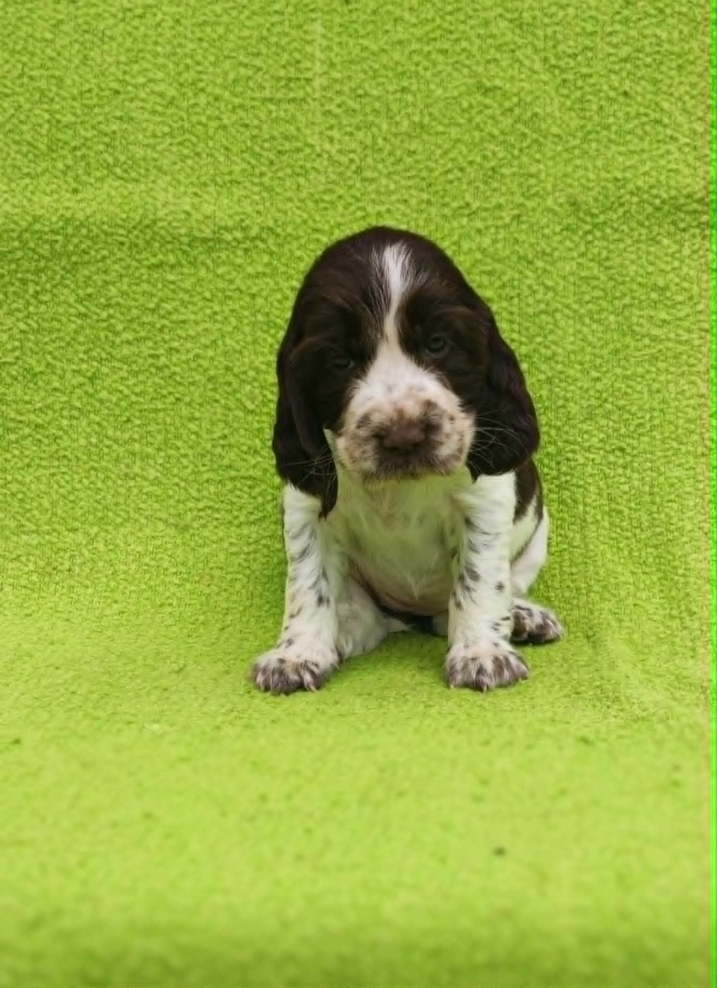 Chiot 8 - English Springer Spaniel