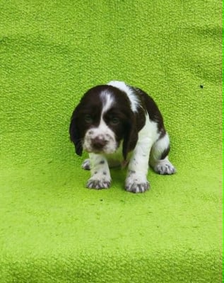 Les chiots de English Springer Spaniel