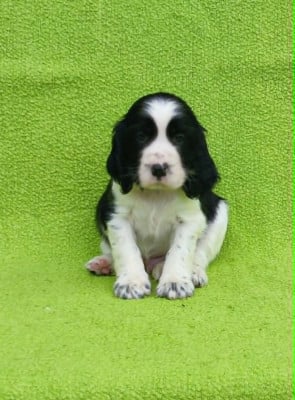 Les chiots de English Springer Spaniel