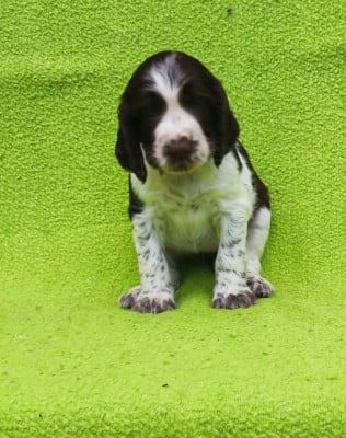 Les chiots de English Springer Spaniel