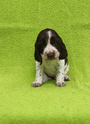 Les chiots de English Springer Spaniel