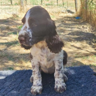 Les chiots de English Springer Spaniel