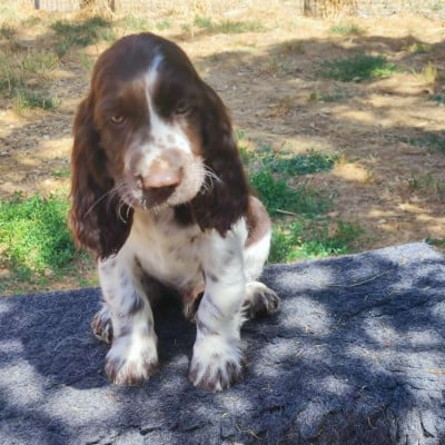 Les chiots de English Springer Spaniel