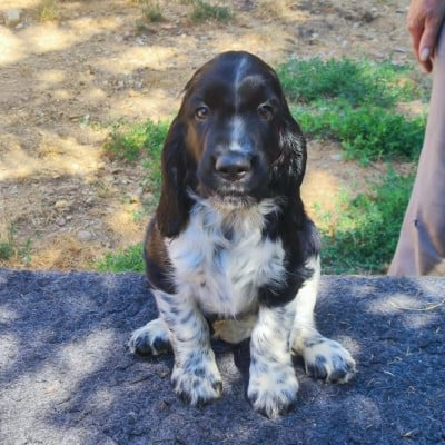 Les chiots de English Springer Spaniel