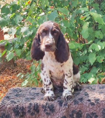Les chiots de English Springer Spaniel