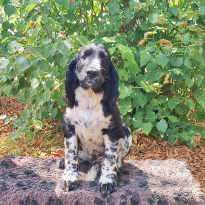 Les chiots de English Springer Spaniel