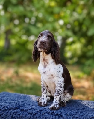 Les chiots de English Springer Spaniel