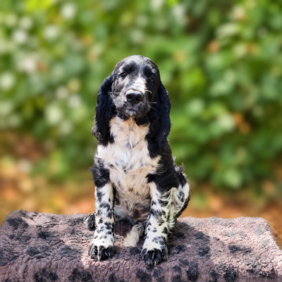 Les chiots de English Springer Spaniel