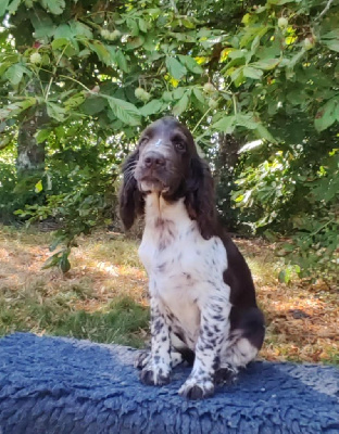 Les chiots de English Springer Spaniel