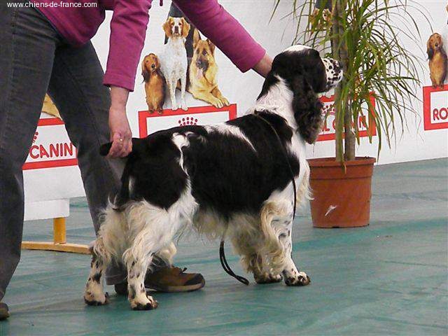 CH. Canouan Viking flagship jw - CACS