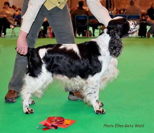 CH. Canouan Viking flagship jw - 1er Special Working Gundog