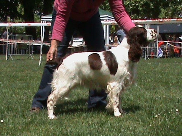 CH. Canouan Day by day - CACS Meilleur de Race