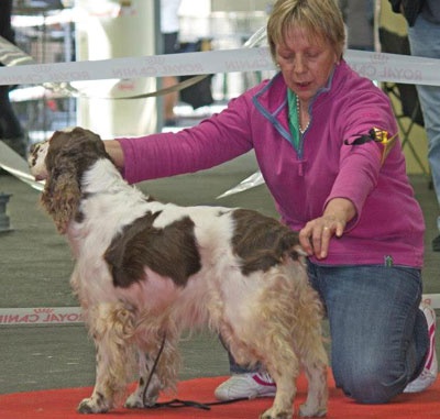 CH. Canouan Day by day - 1ere Exc Classe Champion CACIB