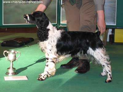 Canouan Rachel heyhoe - Meilleur English Springer de Chasse