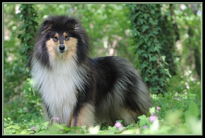 Publication : du bois des chênes beaux Auteur : du bois des amazones