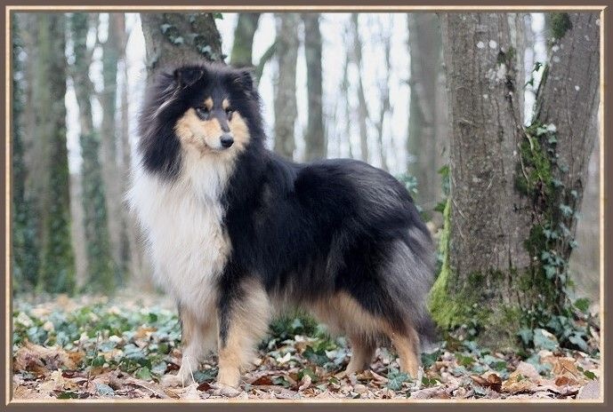 Publication : du bois des chênes beaux Auteur : du bois des amazones