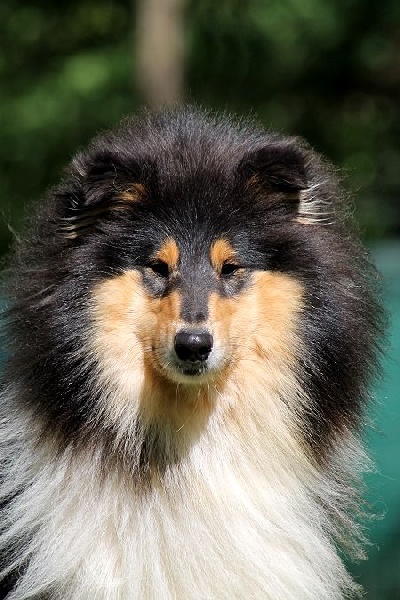 Publication : du bois des chênes beaux Auteur : du bois des amazones