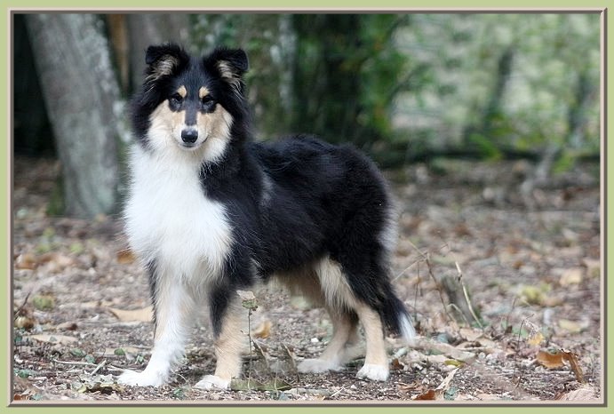 Publication : du bois des chênes beaux Auteur : du bois des amazones