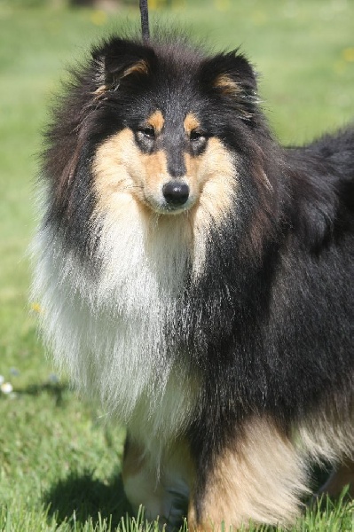 Publication : du bois des chênes beaux Auteur : du bois des amazones