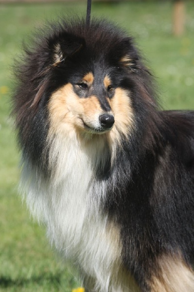 Publication : du bois des chênes beaux Auteur : du bois des amazones