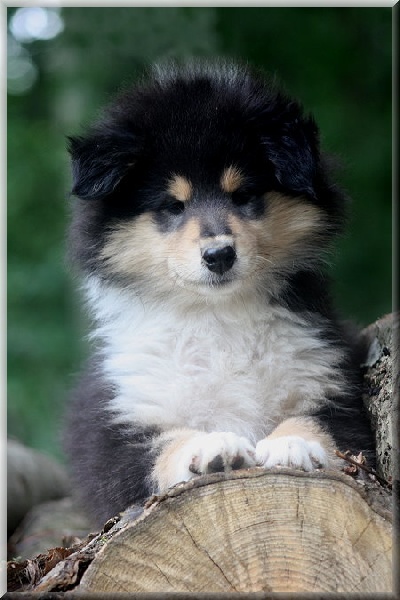 Publication : du bois des chênes beaux Auteur : du bois des amazones