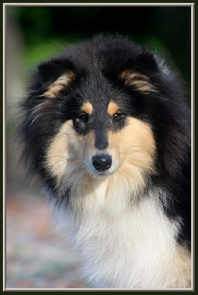 Publication : du bois des chênes beaux Auteur : du bois des amazones