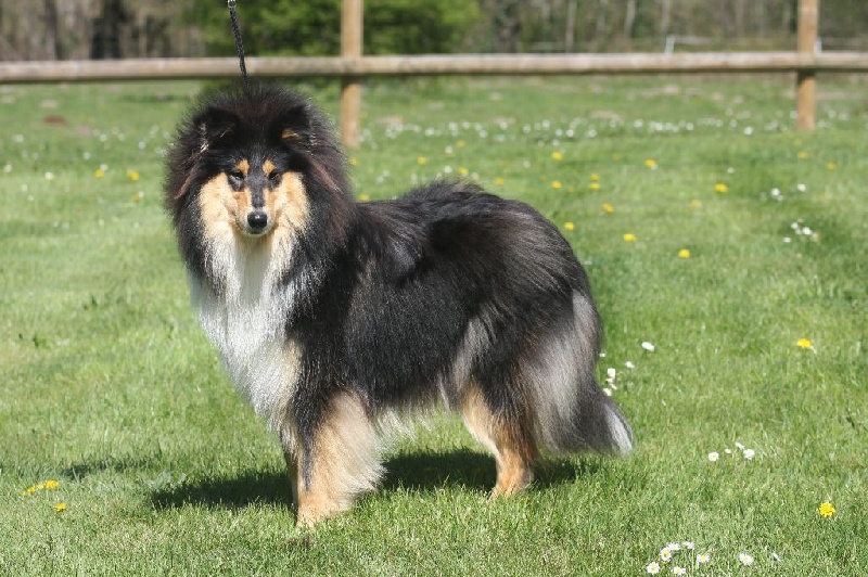 Publication : du bois des chênes beaux Auteur : du bois des amazones