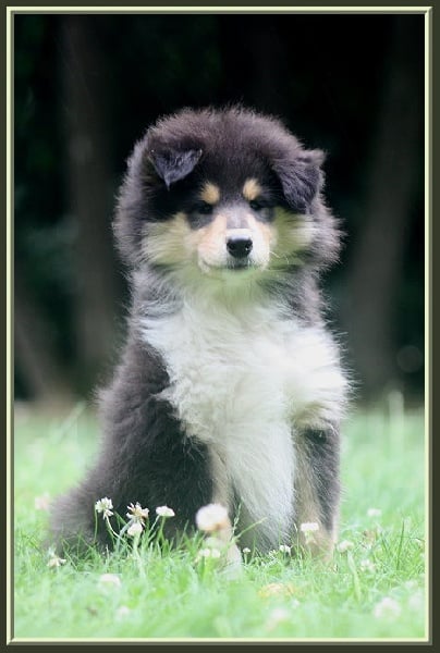 Publication : du bois des chênes beaux Auteur : du bois des amazones