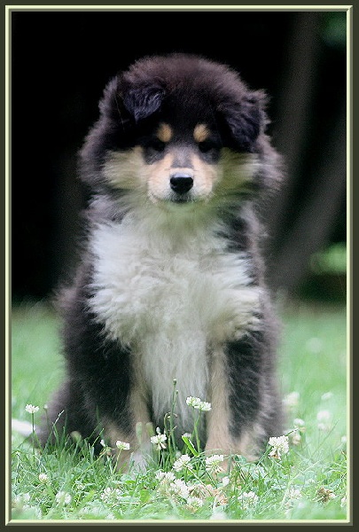 Publication : du bois des chênes beaux Auteur : du bois des amazones