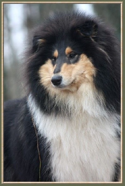 Publication : du bois des chênes beaux Auteur : du bois des amazones