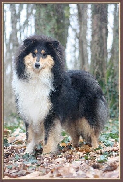 Publication : du bois des chênes beaux Auteur : du bois des amazones