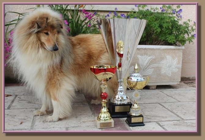 Charmante amazone des marecages du Prince - CAC BOB