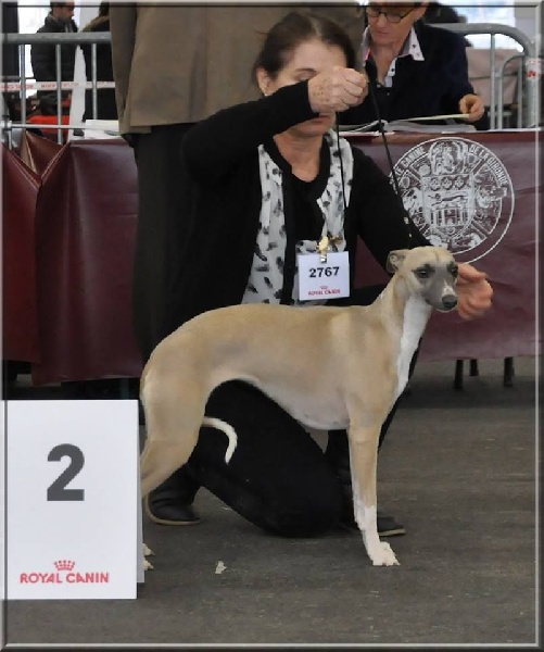 Infinity beauty du bois des chênes beaux - 2eme EXC en jeune