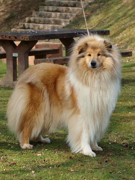 Charmante amazone des marecages du Prince - CAC BOB