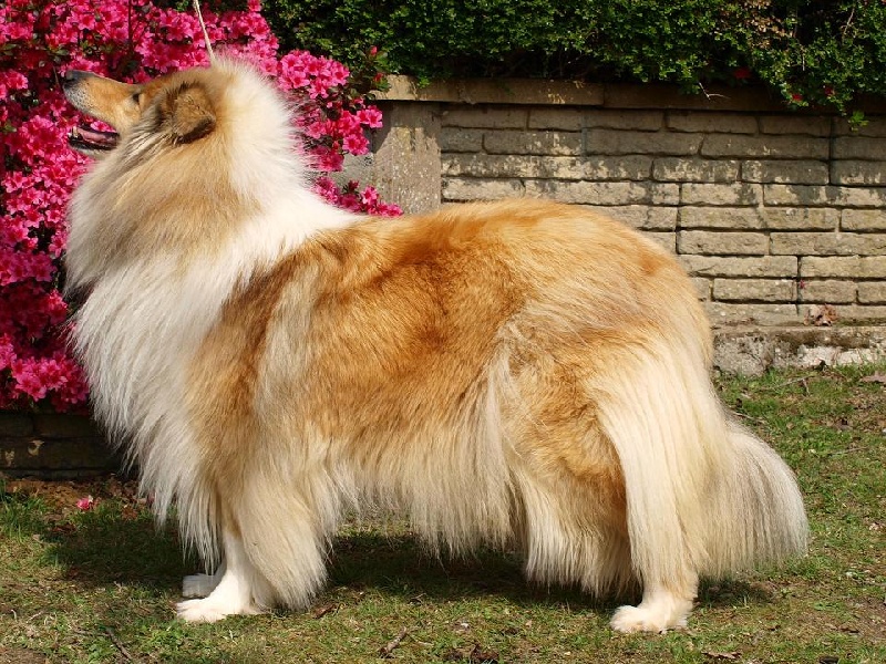 Charmante amazone des marecages du Prince - 3 eme EXC CO