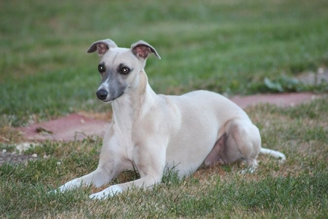 Infinity beauty du bois des chênes beaux - 1 ere Exc CInter CACS