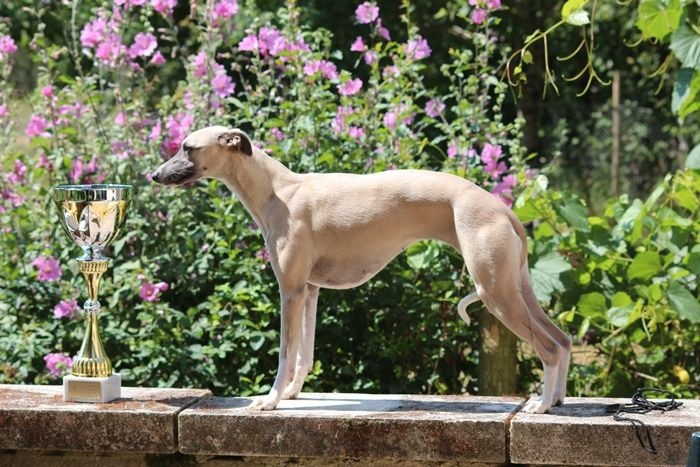 Infinity beauty du bois des chênes beaux - 1 ere Exc CInter CACS Meilleur de race