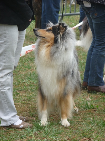 Brendyl pearlystar de Cuprichard - 3 eme EXC C ouverte